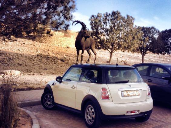 הסמל החדש של רשות הטבע והגנים? בחסות חברת מיני?